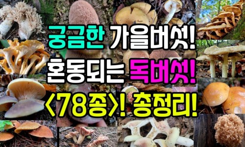 鱼胆草煲什么汤最好-鱼胆草功效网鱼胆草的作用和功效知识网站,分享鱼胆草功效与作用大全